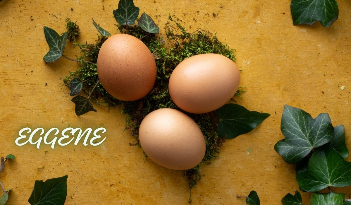 Eggene! Unveiling The Linguistic Marvel Of Pluralizing Eggs